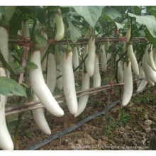 HE04 Sebei longues graines d&#39;aubergines hybrides blanches pour la plantation